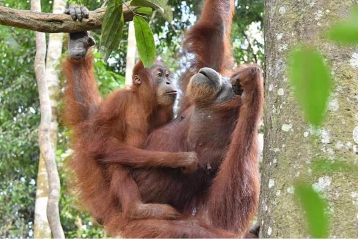 Eco Trekking Lodge, Bar & Jungle Tour'S Bukit Lawang Exterior photo