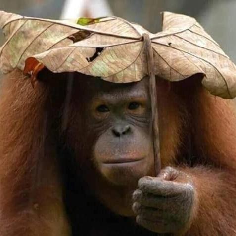 Eco Trekking Lodge, Bar & Jungle Tour'S Bukit Lawang Exterior photo