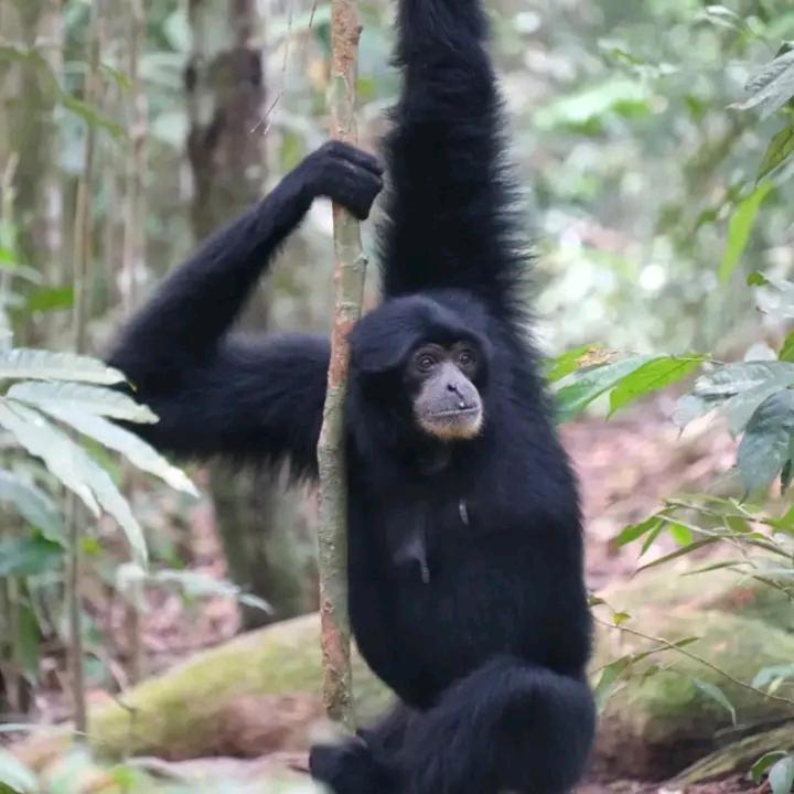 Eco Trekking Lodge, Bar & Jungle Tour'S Bukit Lawang Exterior photo